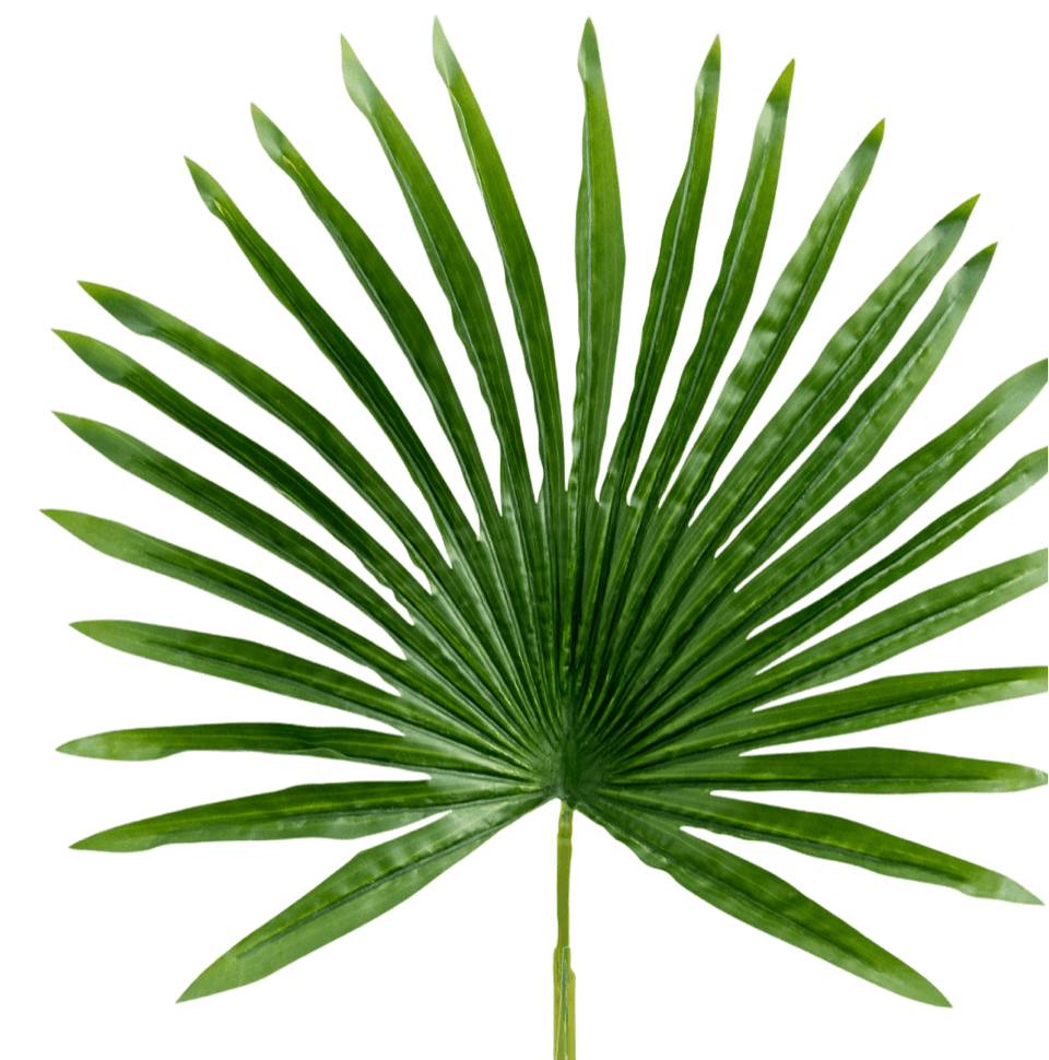 Rainforest visualization